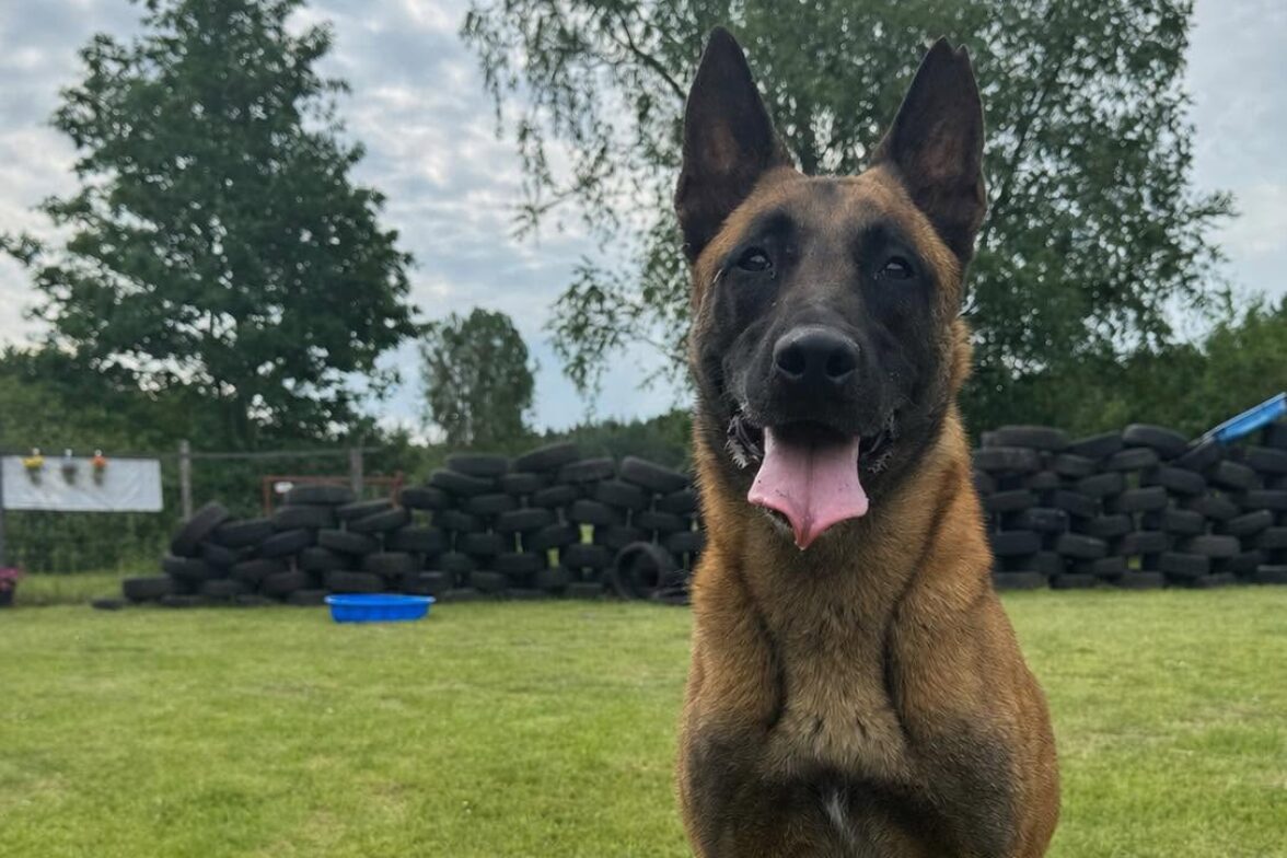 Miejsce na zdjęcie — psy K9 DRAKO